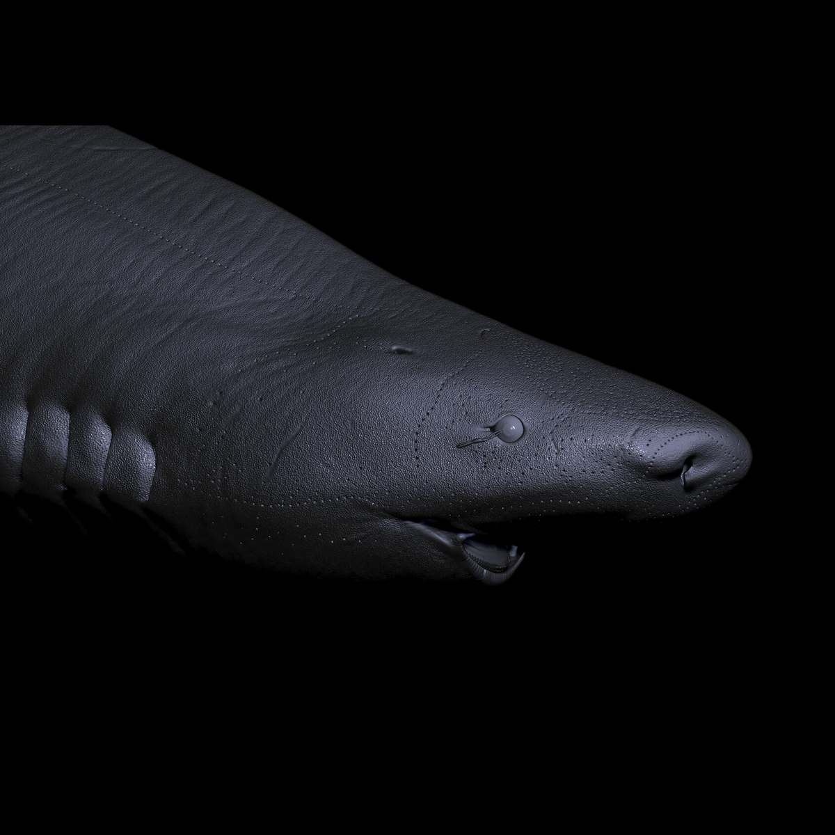GREENLAND SHARK PALEOART STATUE (RESIN KIT / PAINTED EDITION) APHID STUDIO