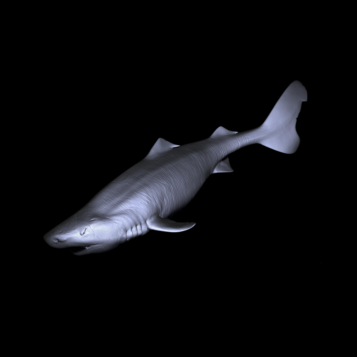 GREENLAND SHARK PALEOART STATUE (RESIN KIT / PAINTED EDITION) APHID STUDIO