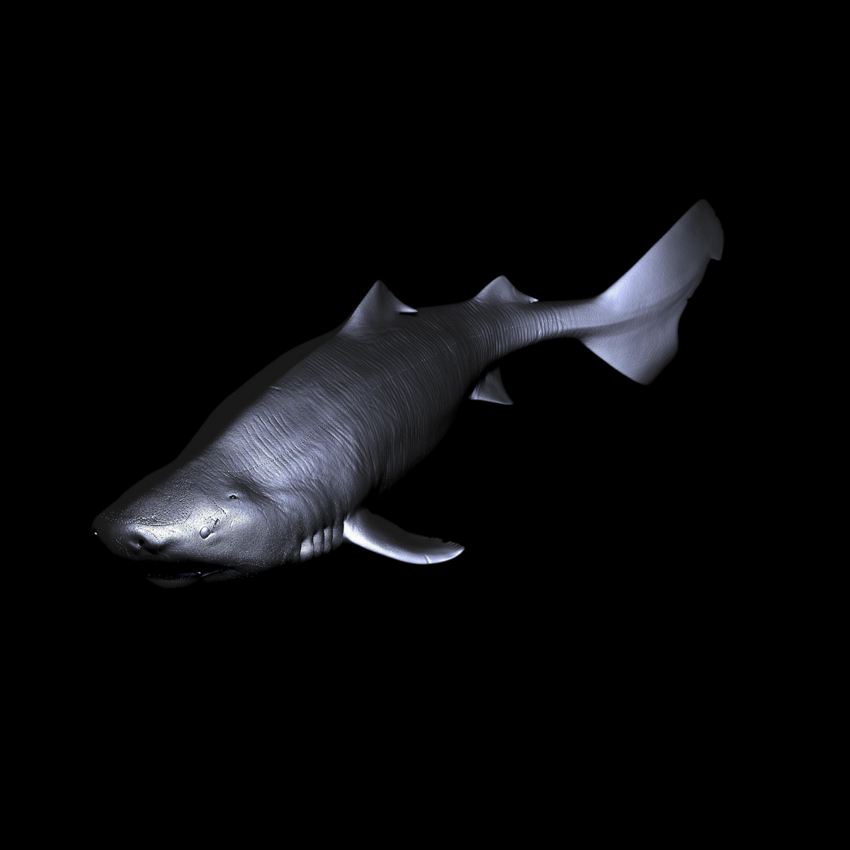 GREENLAND SHARK PALEOART STATUE (RESIN KIT / PAINTED EDITION) APHID STUDIO