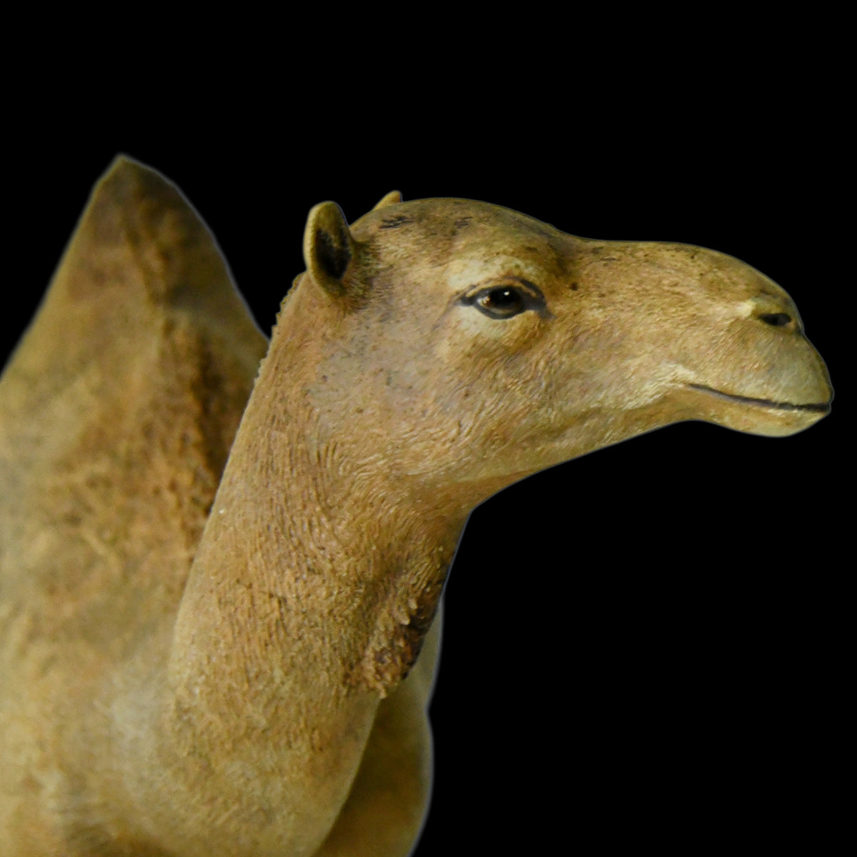 DROMEDARY CAMEL MUSEUM-GRADE STATUE (1:35 / 1:15 / 1:10 SCALES AVAILABLE | GREY RESIN KIT / PAINTED EDITION)