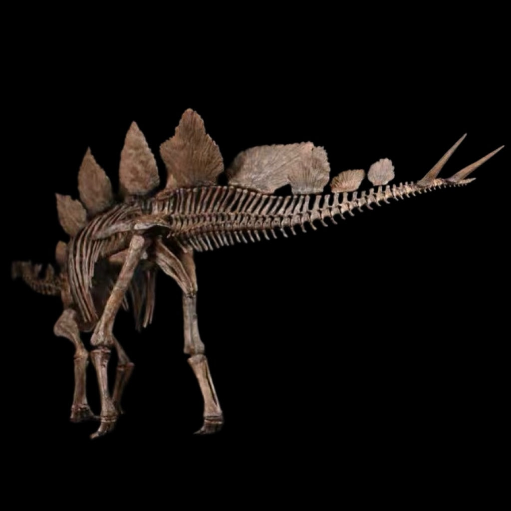 STEGOSAURUS SKELETON 1:10 MUSEUM-GRADE FOSSIL SKELETON PAINTED EDITION