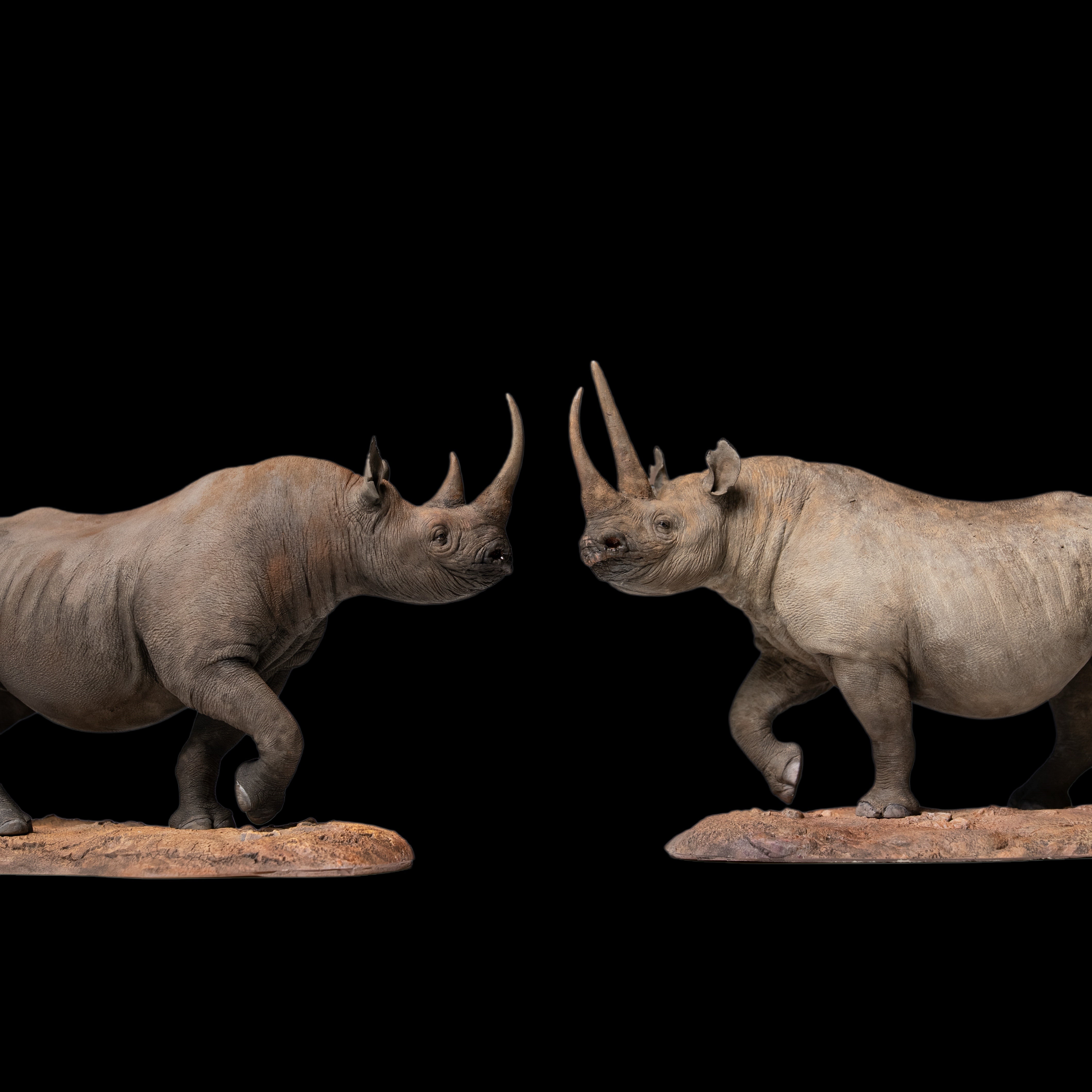 Black Rhinoceros (Diceros bicornis)  statue Model Kit 1:35 1:18 1:15 1:10 1:6 Scale