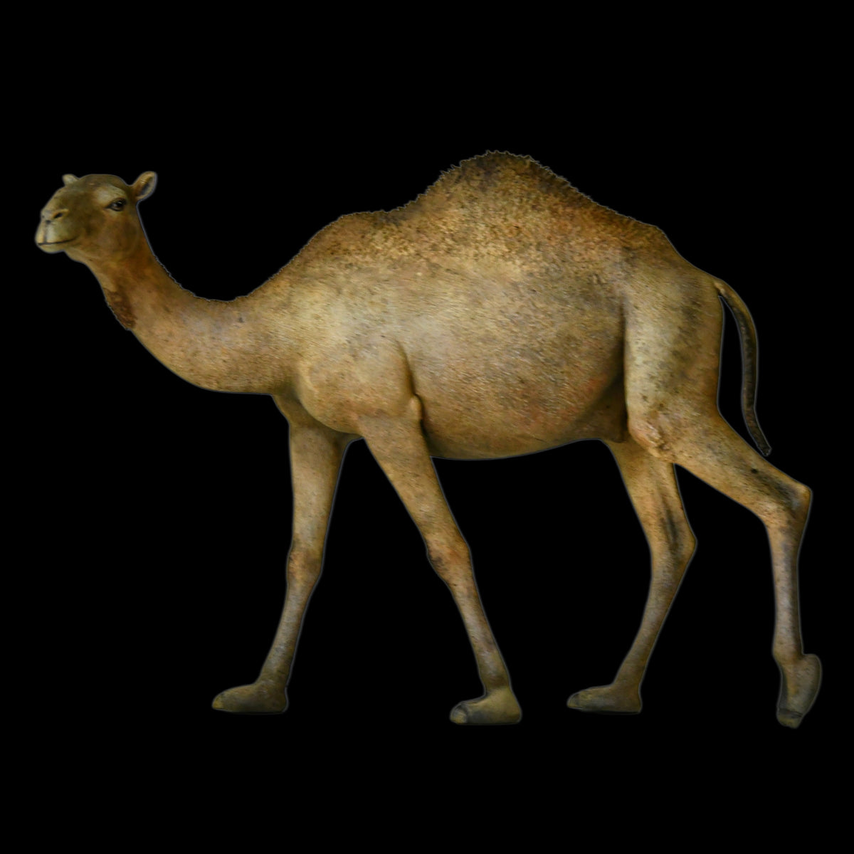 DROMEDARY CAMEL MUSEUM-GRADE STATUE (1:35 / 1:15 / 1:10 SCALES AVAILABLE | GREY RESIN KIT / PAINTED EDITION)