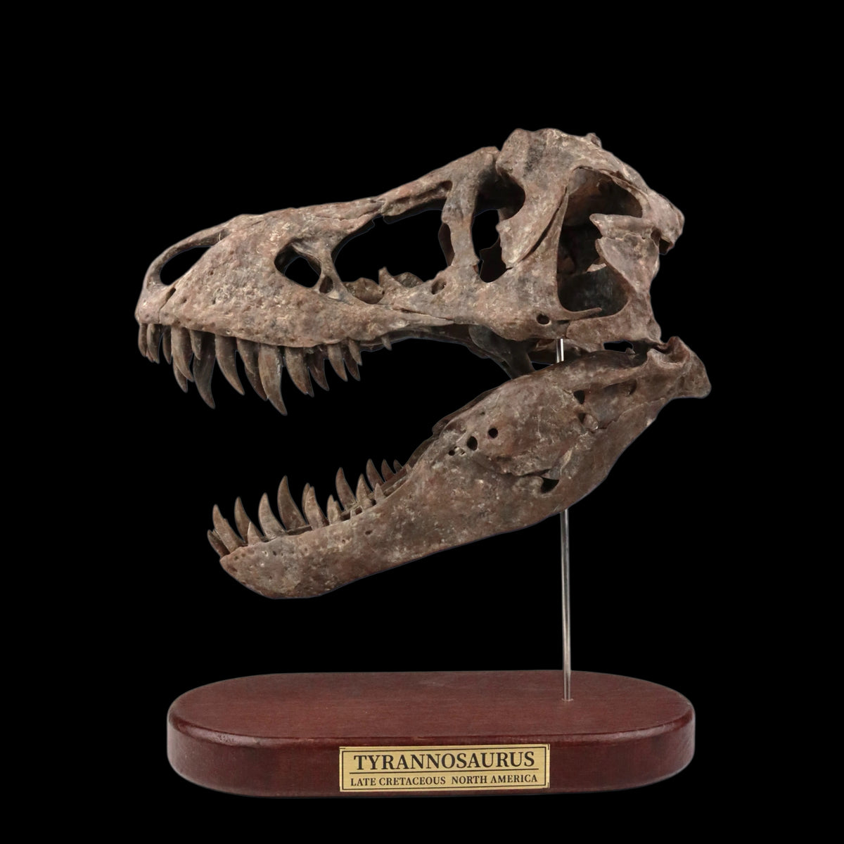 TYRANNOSAURUS REX SKULL 1:7 MUSEUM-GRADE 3D PRINTED PAINTED EDITION