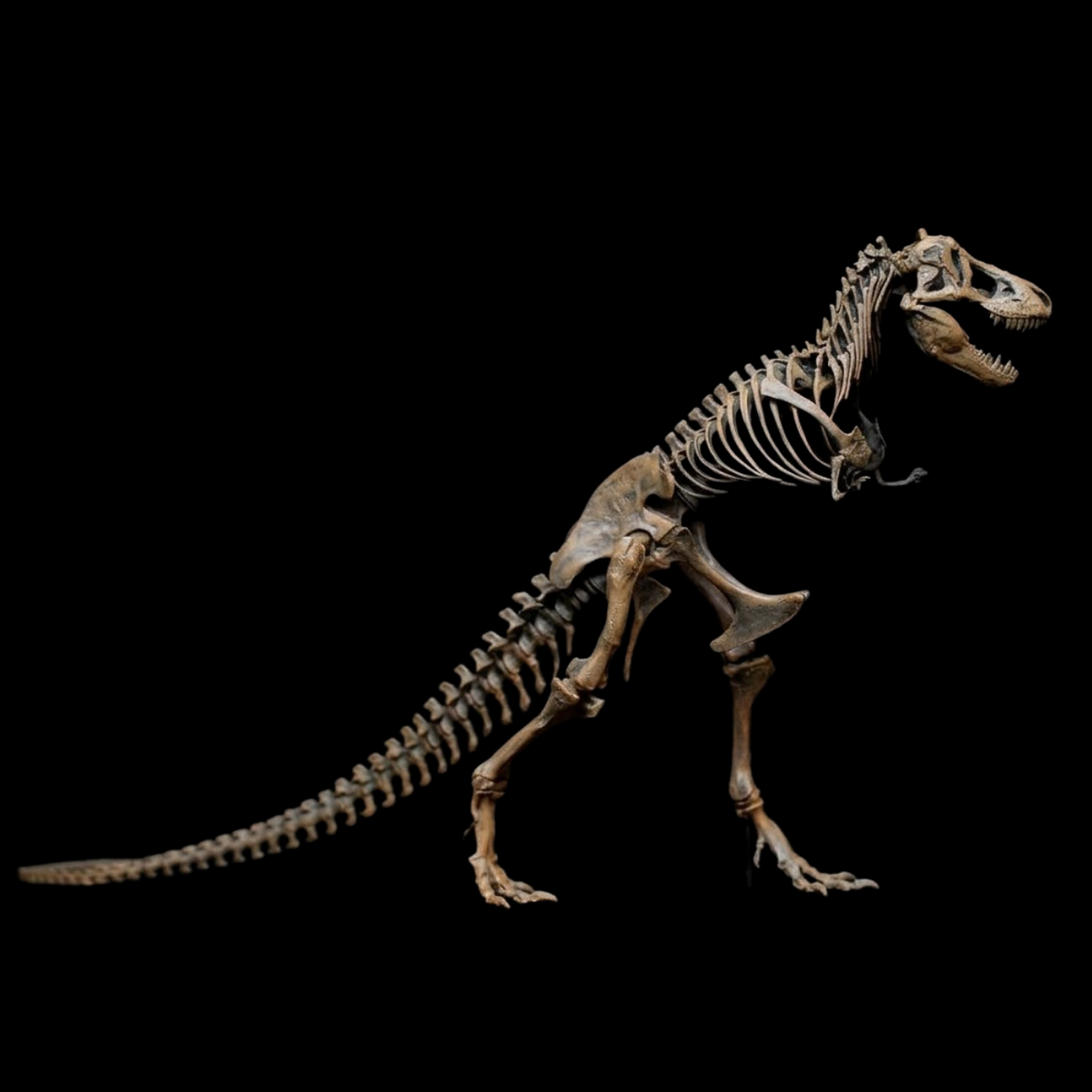TYRANNOSAURUS REX AMNH 5027 1:20 SKELETON MODEL (PAINTED FINISHED EDITION)