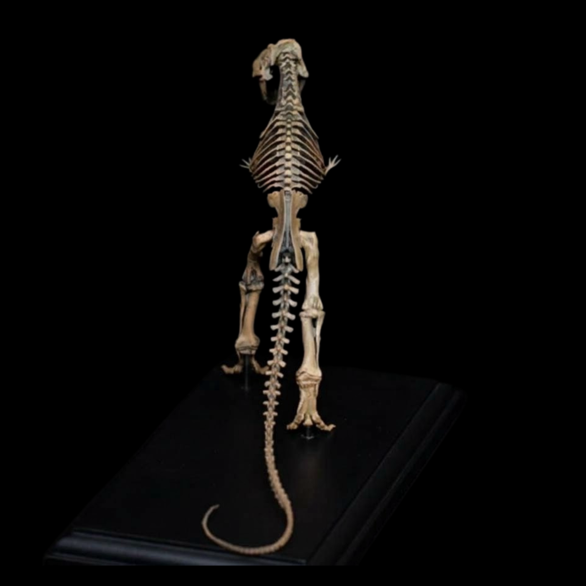 TYRANNOSAURUS REX AMNH 5027 1:20 SKELETON MODEL (PAINTED FINISHED EDITION)