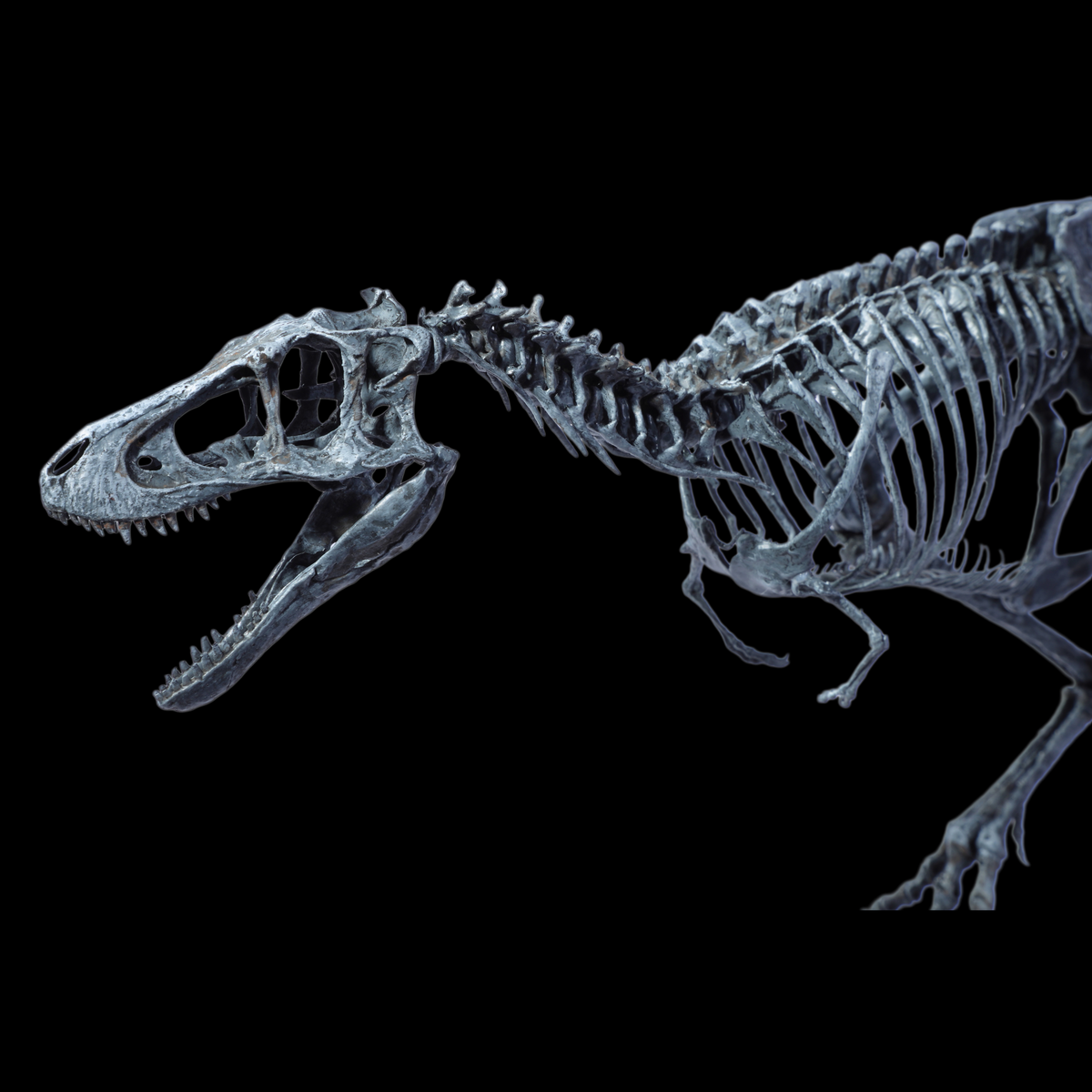 JUVENILE TYRANNOSAURUS REX SKELETON MODEL