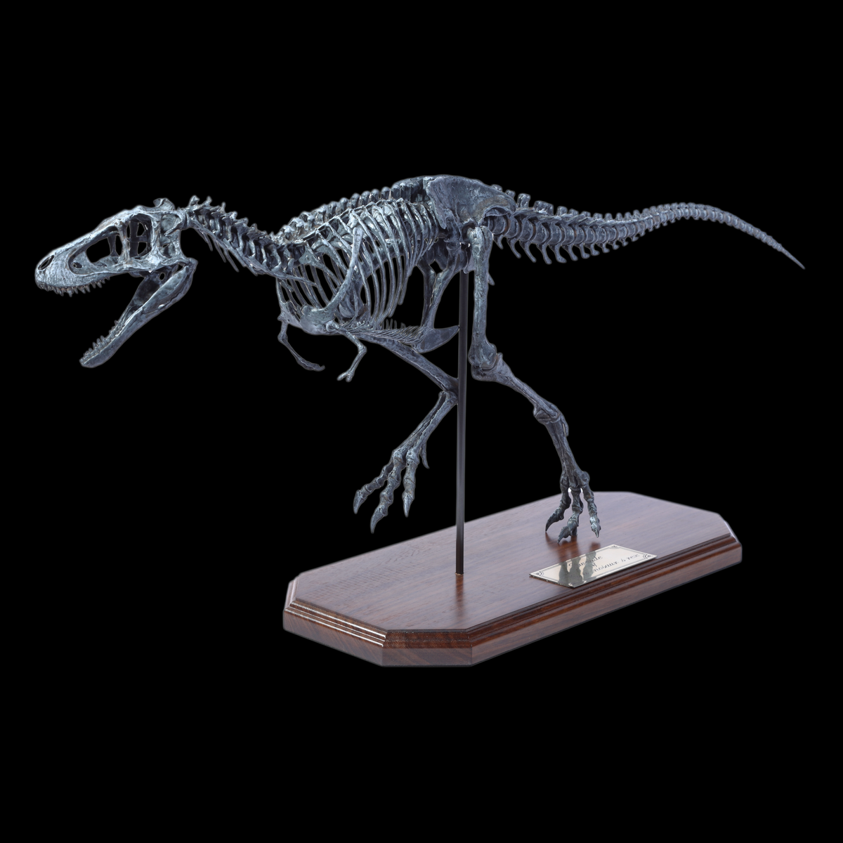 JUVENILE TYRANNOSAURUS REX SKELETON MODEL