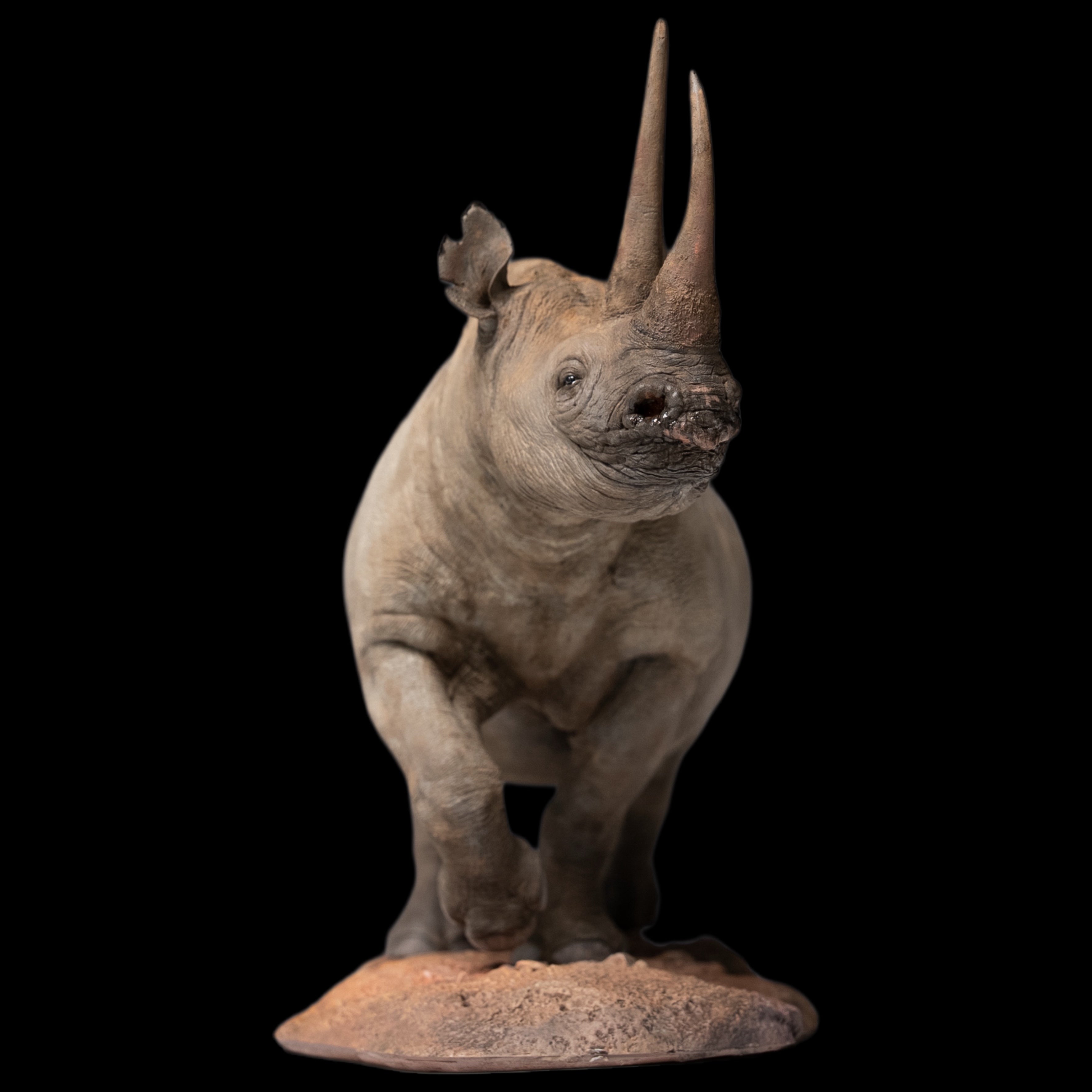 Black Rhinoceros (Diceros bicornis)  statue Model Kit 1:35 1:18 1:15 1:10 1:6 Scale