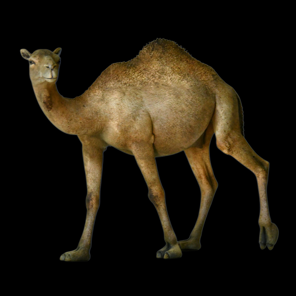 DROMEDARY CAMEL MUSEUM-GRADE STATUE (1:35 / 1:15 / 1:10 SCALES AVAILABLE | GREY RESIN KIT / PAINTED EDITION)